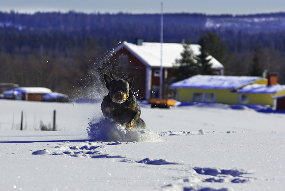0295 - B - Running in powder