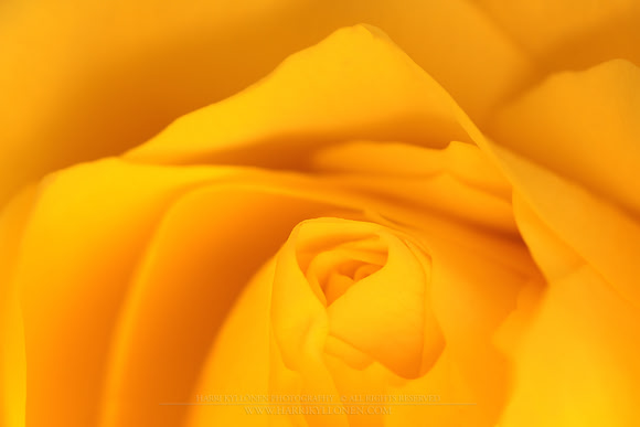 0192 - A - Yellow rose II