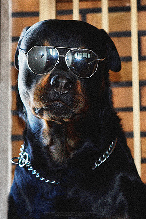 0305 - B - I am the Boss
