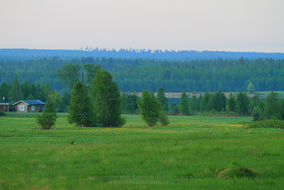 1215 - B - Rabbit on field
