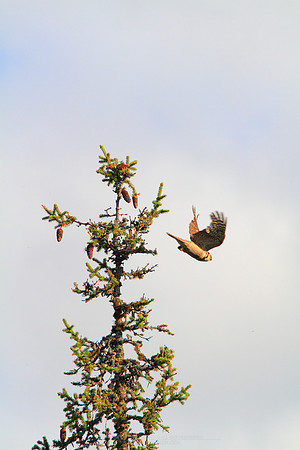 1203 - B - Northern Hawk-Owl take-off
