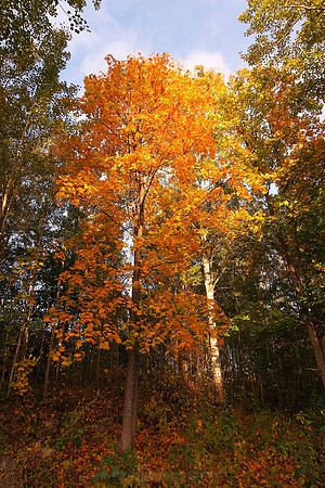 1067 - Autumn glow