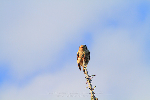 1209 - B - Northern Hawk-Owl V
