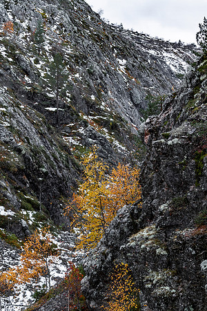 1908 - First snow on Kuorinkikuru