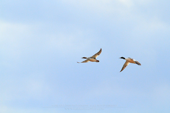0969 - B - Goosander III