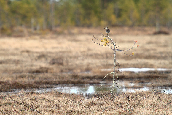 0973 - B - Green sandpiper