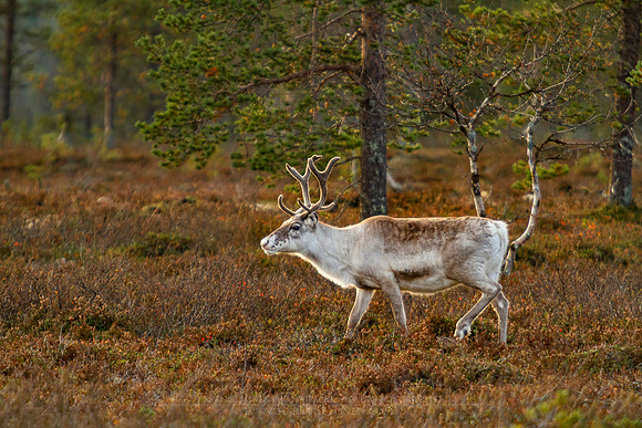 1895 - Reindeer