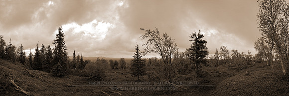 0656 - A - Fjeld forest view - sepia - HD