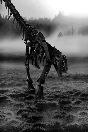 0149 - B - Predator of the night