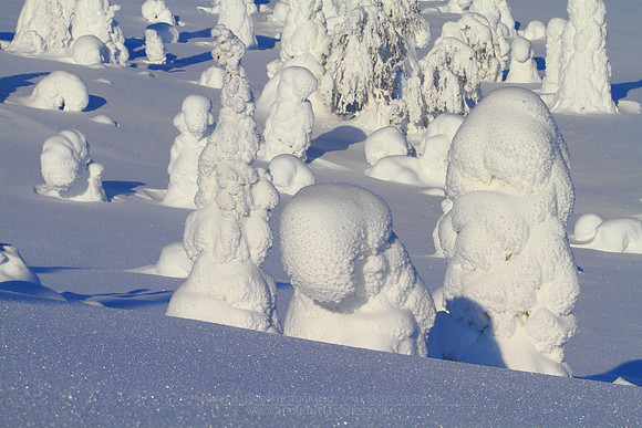 1121 - B - Riisitunturi crown snow-loaded trees