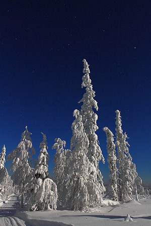 0590 - A - Trees at moonset