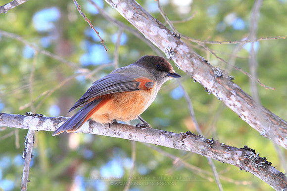 1245 - B - Siberian jay II