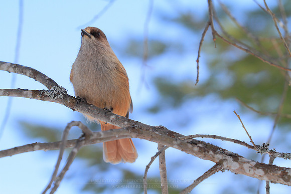 1246 - B - Siberian Jay V