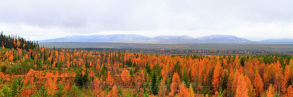 0428 - B - Autumn forest and Pyhatunturi