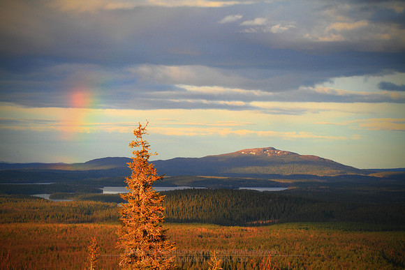 1226 - B - Spruce, rainbow and Nuorunen