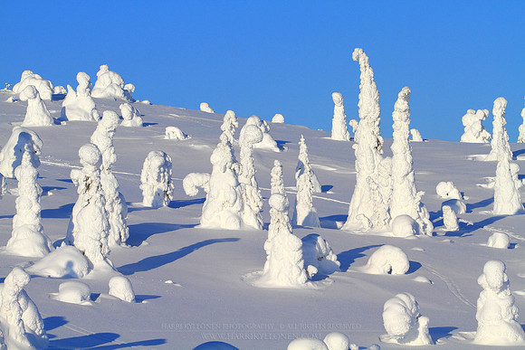 1123 - B - Riisitunturi crown snow-loaded trees III
