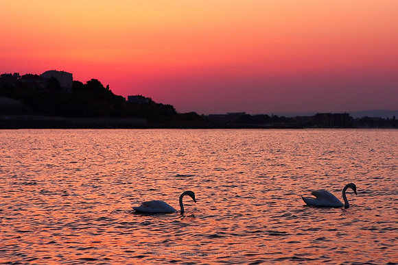 0040 - B - Swans