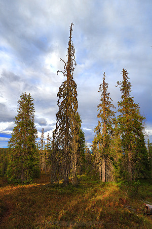 0644 - A - Old trees - HD