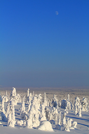 1122 - B - Riisitunturi crown snow-loaded trees II
