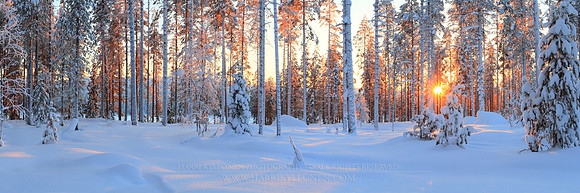 0491 - A - Sunset behind the pines - HD