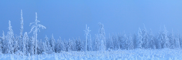 0452 - A - Arctic forest