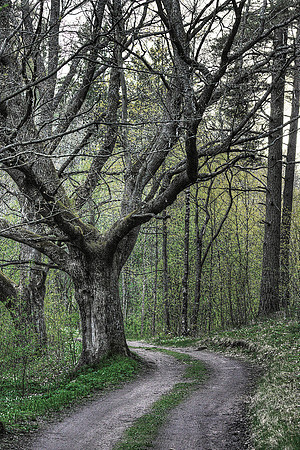 0151 - B - Forest road